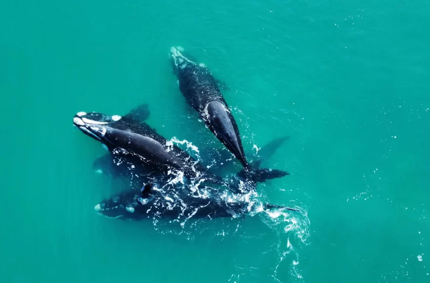  Avistaje de ballenas en el Golfo San Matías: una experiencia distinta