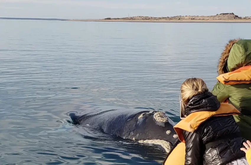  Una postal imperdible: las ballenas llegaron a la costa rionegrina