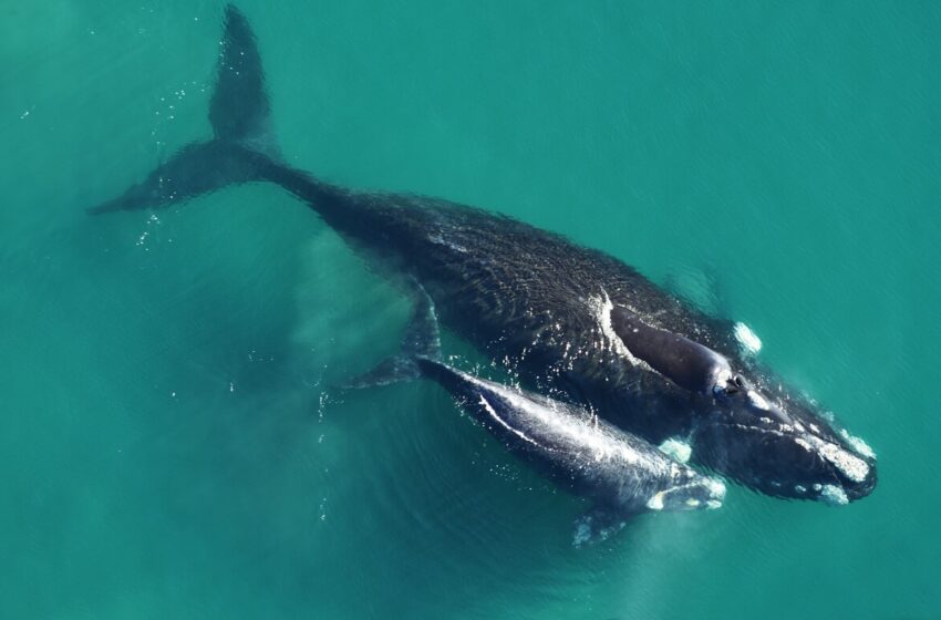  Ballena Franca Austral en su hábitat natural – Península Valdés