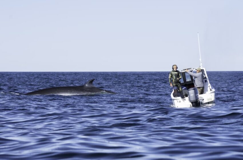  Se formaliza el Estudio de Impacto Ambiental para el Avistaje Embarcado de Ballenas Sei