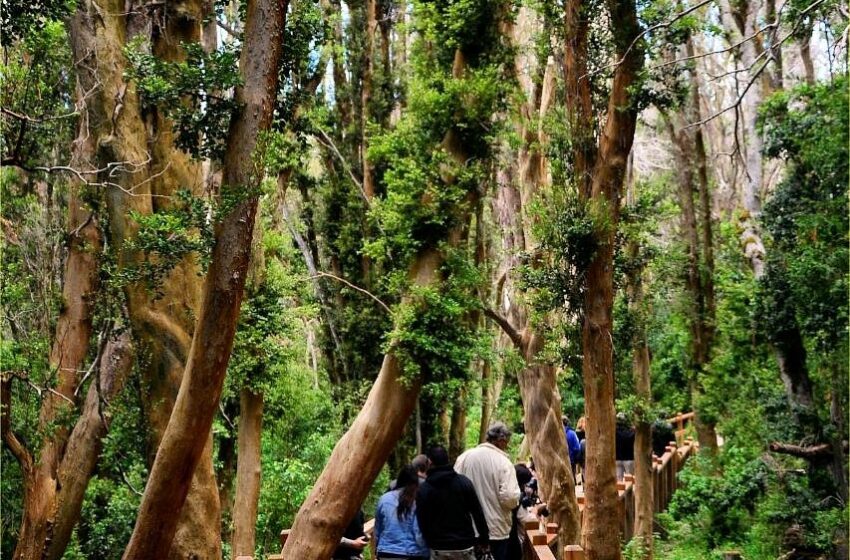  Parque Nacional Los Arrayanes