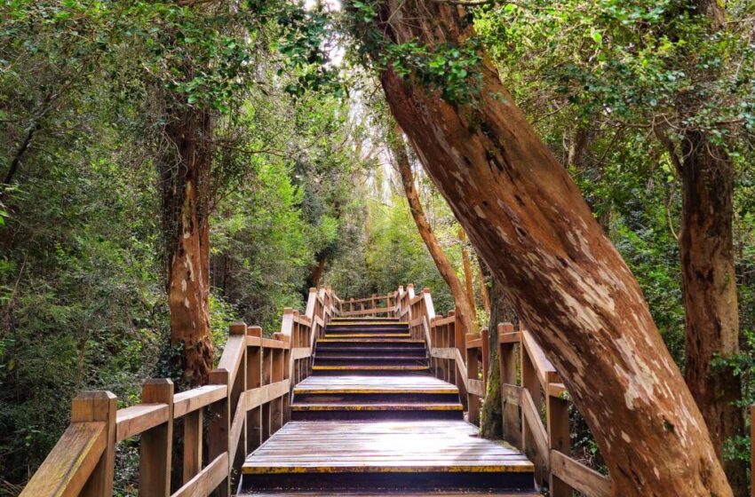  Bosque de Arrayanes en la Península de Quetrihué
