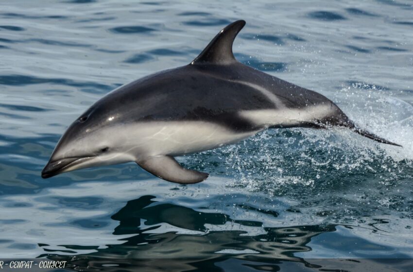  Área protegida Parque Interjurisdiccional Marino Makenke