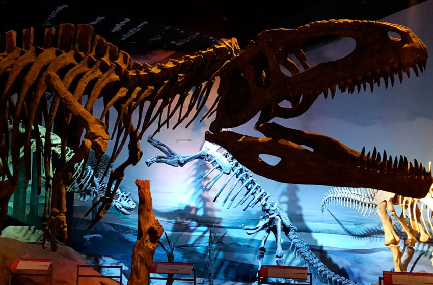  Museo Paleontológico Egidio Feruglio – experiencia dinosaurios