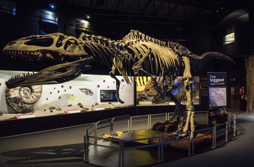  Museo Paleontológico Egidio FeruglioMuseo Paleontológico Egidio Feruglio