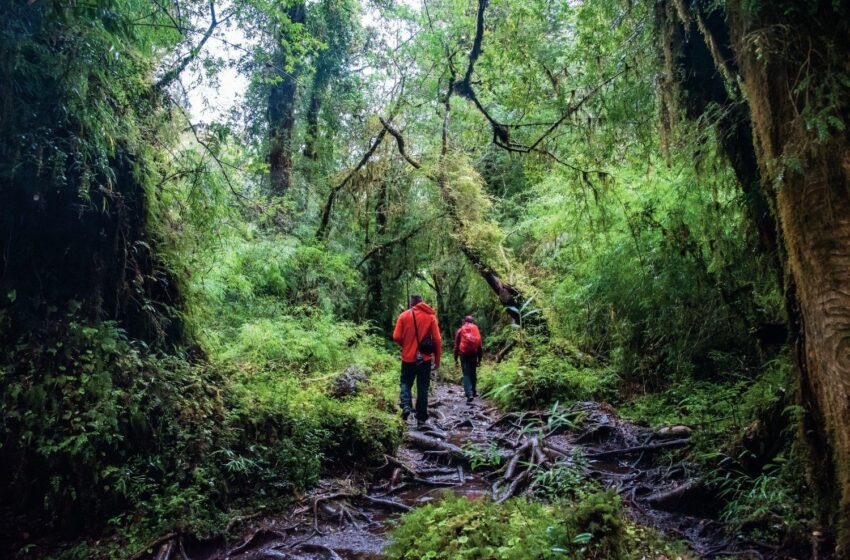  Turismo de bosques templados y lagos en el sur de Chile