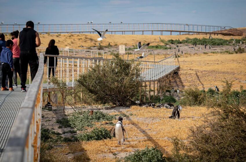  Más de 100.000 personas visitaron Chubut en la Temporada de Pingüinos de Magallanes