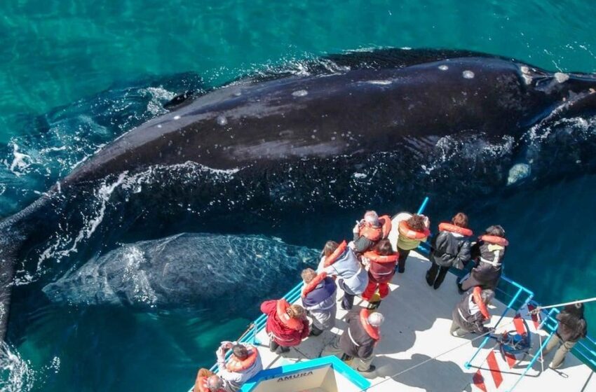  Ballena franca austral emergiendo frente a Península Valdés