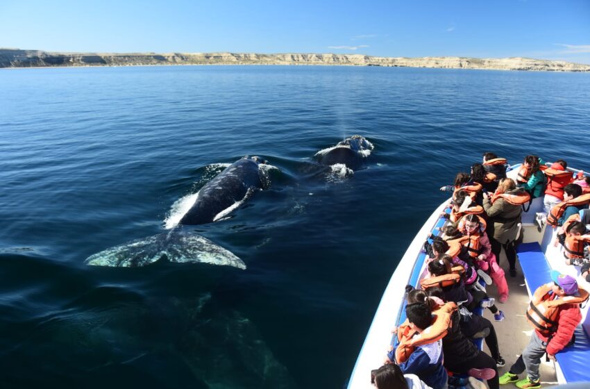  Chubut avanza en la regularización del avistaje de ballenas
